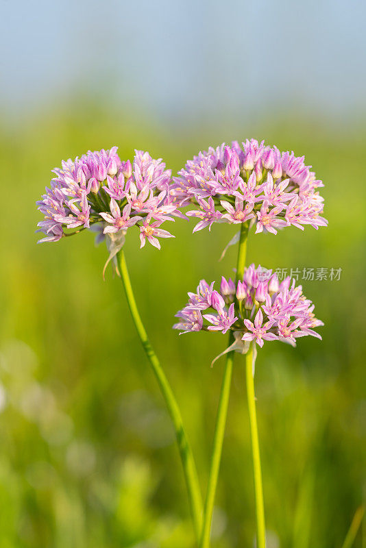 野生洋葱(Allium canadensi var. lavendulare)，切罗基草原，亚拉巴马州